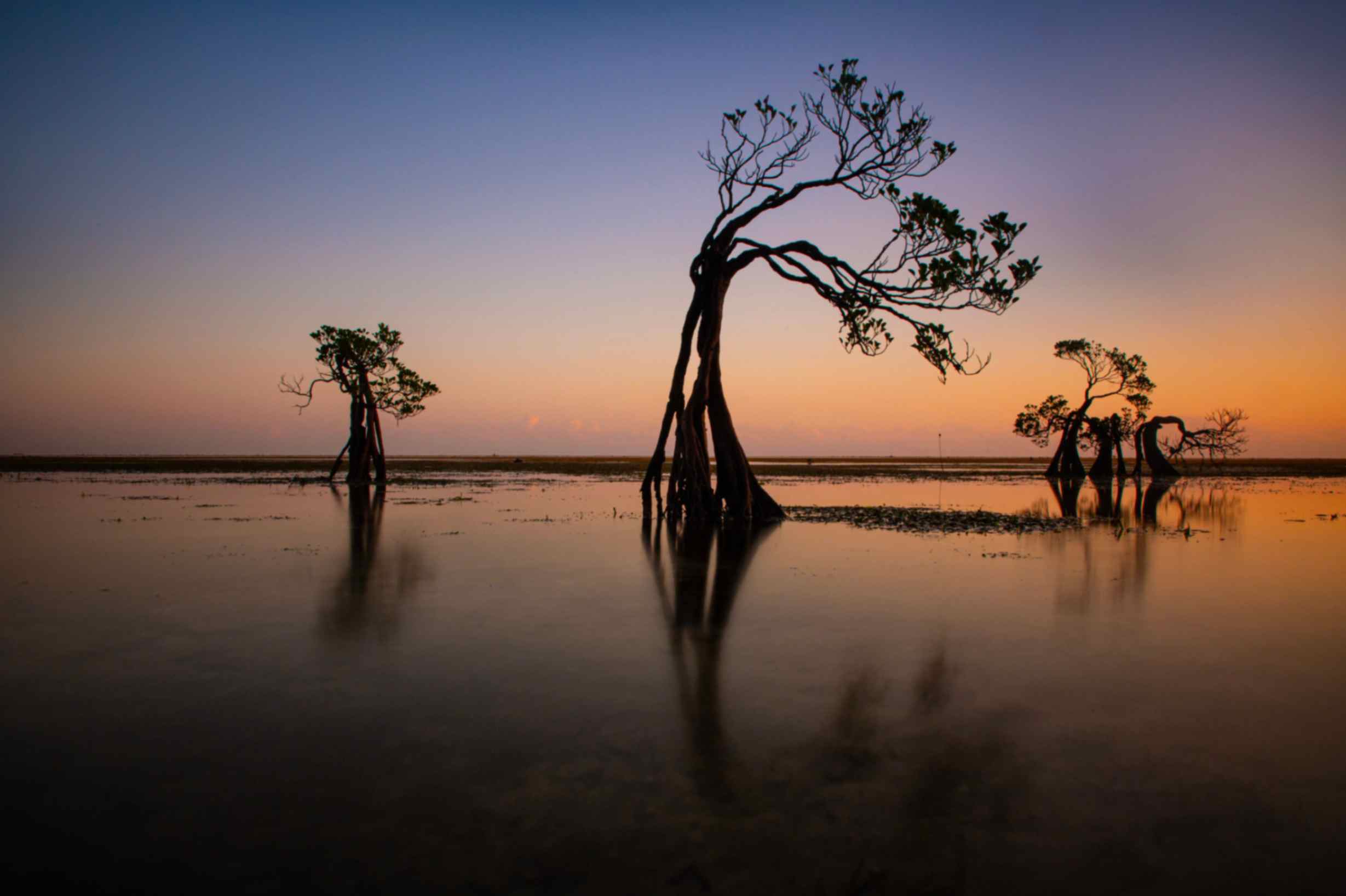 Mangrove-trees-at-sunset